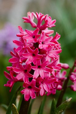 Harika sümbül çiçekleri baharda güneşli bir havada açar.