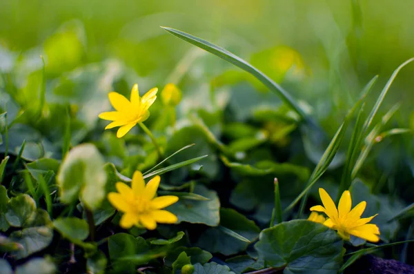 Flores de primavera al aire libre para el fondo — Foto de Stock