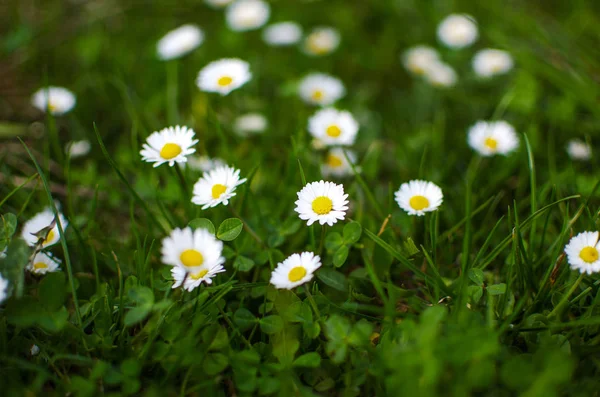 Beautiful fresh daisies bloom outdoors in the field — Stock Photo, Image