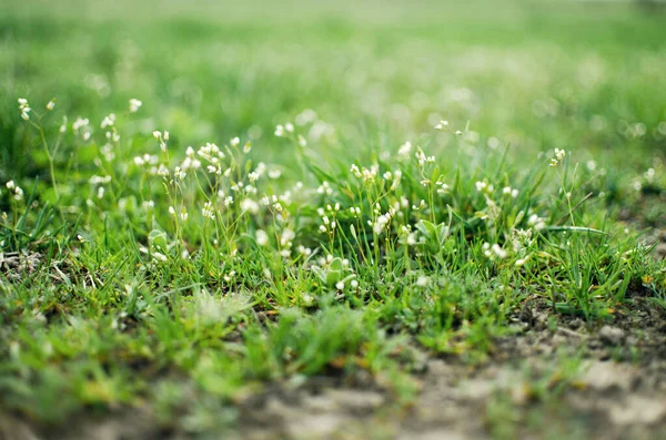 Färskt saftigt grönt gräs för sommaren — Stockfoto