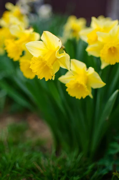 Maravillosas flores de narciso florecen en primavera al aire libre —  Fotos de Stock