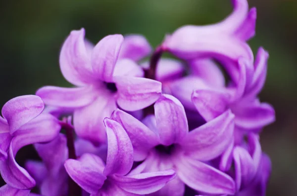 Maravillosas flores de jacinto florecen al aire libre en primavera en un d soleado —  Fotos de Stock