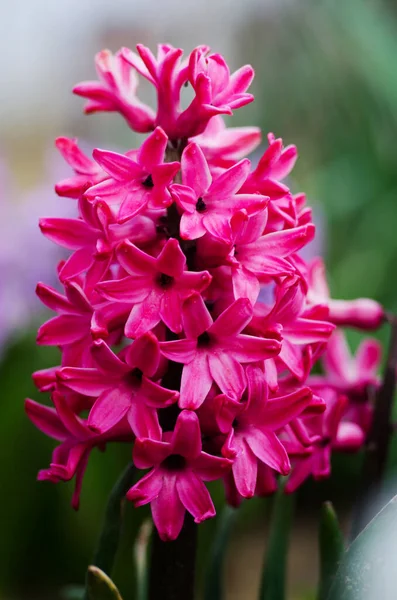 Prachtige hyacint bloemen bloeien buiten in de lente op een zonnige d — Stockfoto