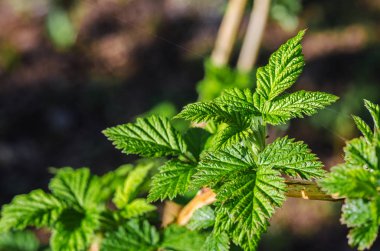 Açık arka planda yeşil yapraklar yetişiyor.