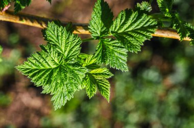 Açık arka planda yeşil yapraklar yetişiyor.