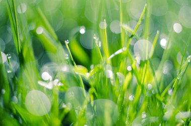 Çimlerin üzerinde küçük bir çiy damlası ve sırtında güzel bir bokeh