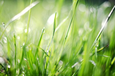Çimlerin üzerinde küçük bir çiy damlası ve sırtında güzel bir bokeh