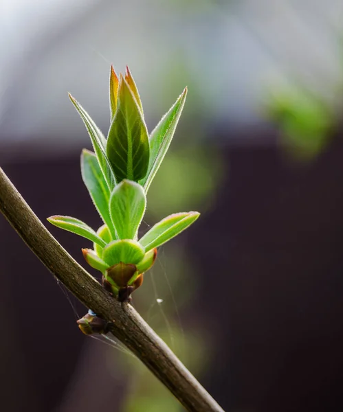Branche de saule au printemps pour les vacances ou avec des feuilles — Photo