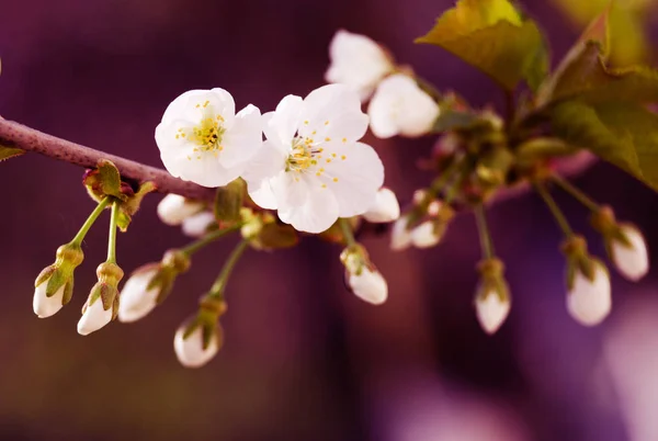 美丽娇嫩的樱花在温暖的春天里绽放回乡 — 图库照片