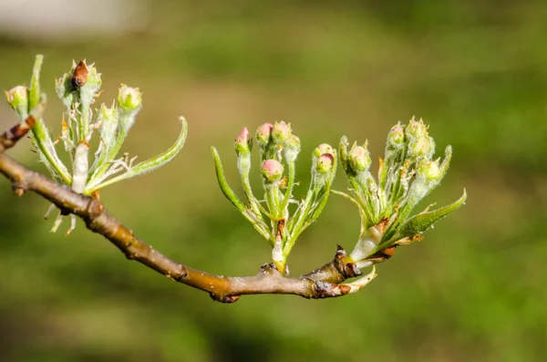 Heerlijk delicate kersenbloesem bij warm lenteweer voor backgr. — Stockfoto