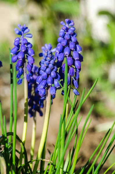 Açık havada açan küçük mavi Muscari çiçekleri. — Stok fotoğraf