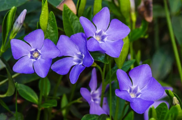 Liten delikat blommor av periwinkle för bakgrund — Stockfoto