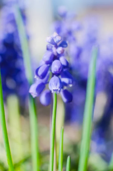Μικρά ανοιξιάτικα μπλε λουλούδια Muscari ανθίζουν σε εξωτερικούς χώρους — Φωτογραφία Αρχείου