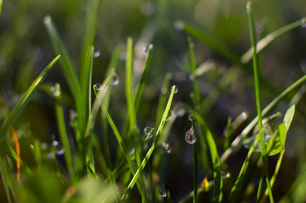 Małe krople rosy na trawie i piękny bokeh na plecach — Zdjęcie stockowe