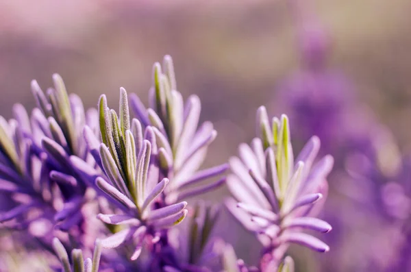Gentle purple lavender flowers grow on the field outdoors for a