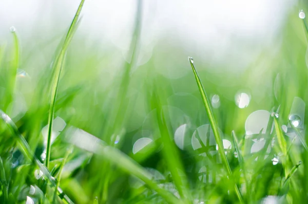 Маленькие капли росы на траве и красивый боке на спине — стоковое фото