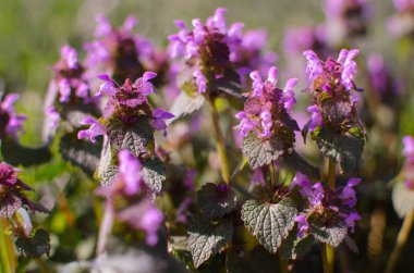 Arka plan için küçük bahar çiçekleri 