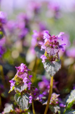 Arka plan için küçük bahar çiçekleri 