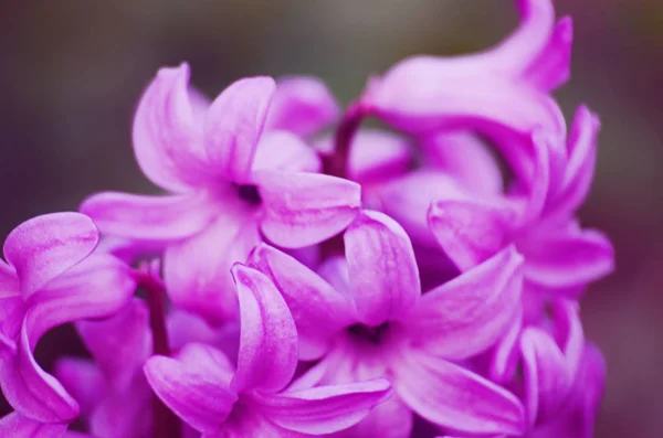 Wspaniałe hiacynt kwiaty kwitną na zewnątrz wiosną na słoneczny d — Zdjęcie stockowe
