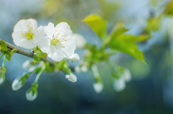 美丽娇嫩的樱花在温暖的春天里绽放回乡 — 图库照片