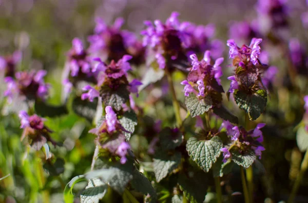 Flores de primavera al aire libre para el fondo — Foto de Stock