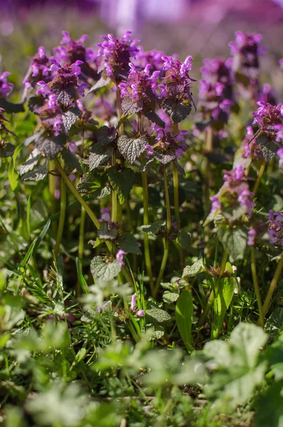 Flores de primavera al aire libre para el fondo — Foto de Stock