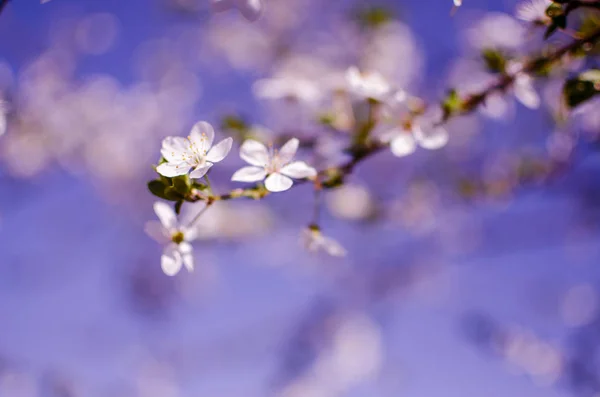 Piękny delikatny kwiat wiśni w ciepłej wiosennej pogodzie dla backgr — Zdjęcie stockowe