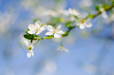 Bahar mevsiminde serpilen kiraz çiçekleri.