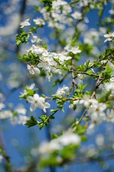 Krásné jemné třešňové květy v teplém jarním počasí pro backgr — Stock fotografie