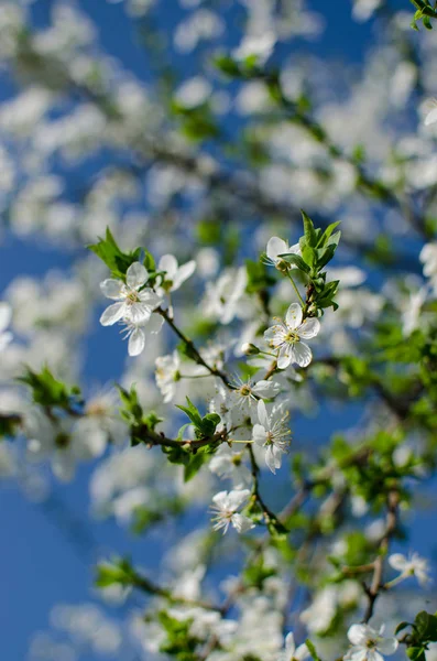 Adorável flor de cereja delicada em clima quente primavera para backgr — Fotografia de Stock