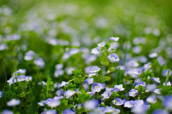 Lilla våren blå Veronica blommor blommar utomhus — Stockfoto