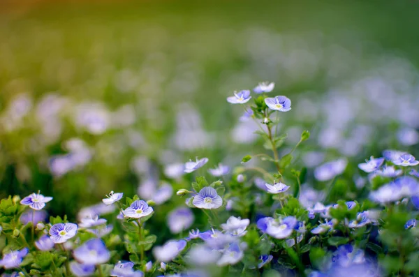 Små blå Veronica blommor blommar utomhus — Stockfoto