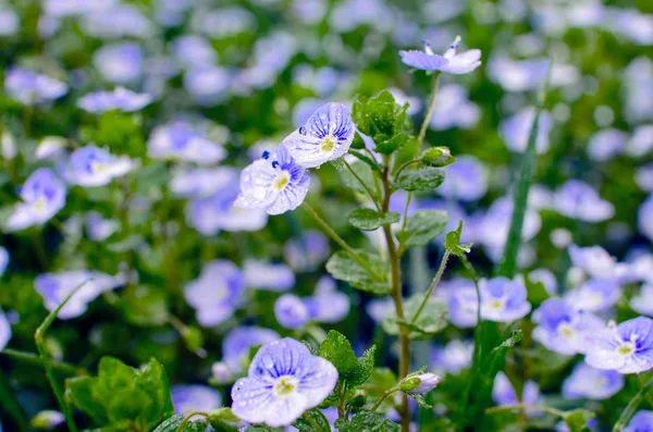 Kis kék Veronica virágok nyílnak a szabadban — Stock Fotó