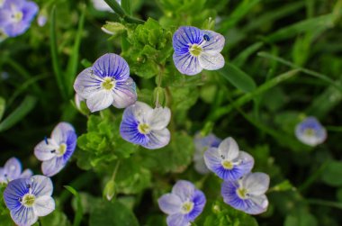 Küçük bahar mavisi Veronica çiçekler açıyor açık havada 