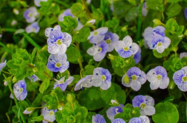 Küçük bahar mavisi Veronica çiçekler açıyor açık havada 