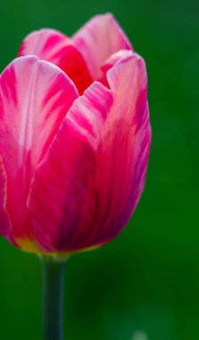 İnce bahar laleleri açık havada çiçek açar. 