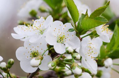 Bahar mevsiminde serpilen kiraz çiçekleri.