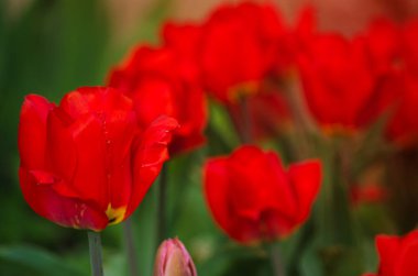 İnce bahar laleleri açık havada çiçek açar. 