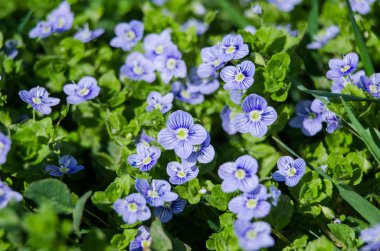 Küçük bahar mavisi Veronica çiçekler açıyor açık havada 