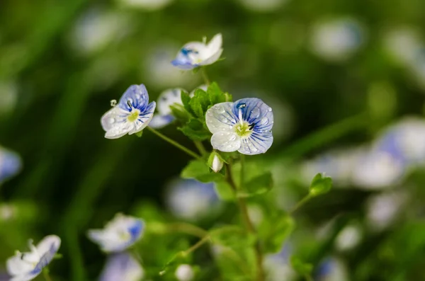 Kleine Frühling blaue Veronika-Blumen blühen im Freien — Stockfoto