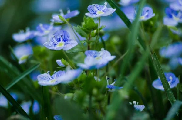 Kleine Frühling blaue Veronika-Blumen blühen im Freien — Stockfoto