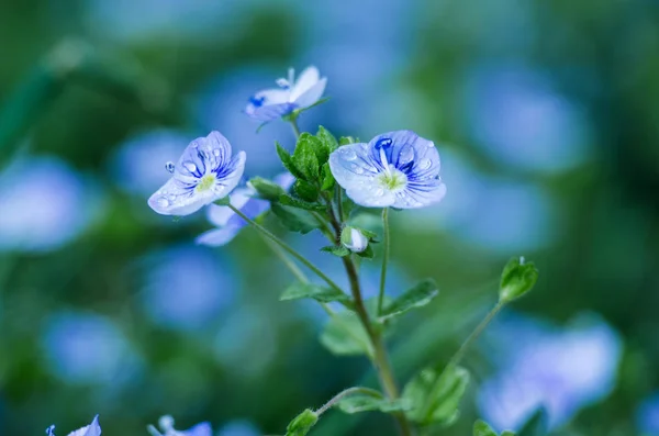 Kis tavasz kék Veronica virágok virágoznak a szabadban — Stock Fotó