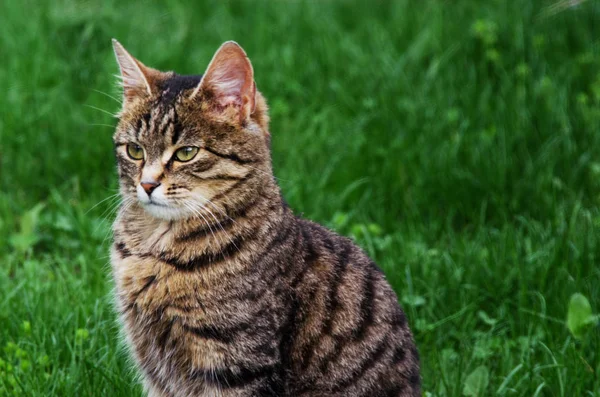 Petit chat drôle marchant à l'extérieur — Photo