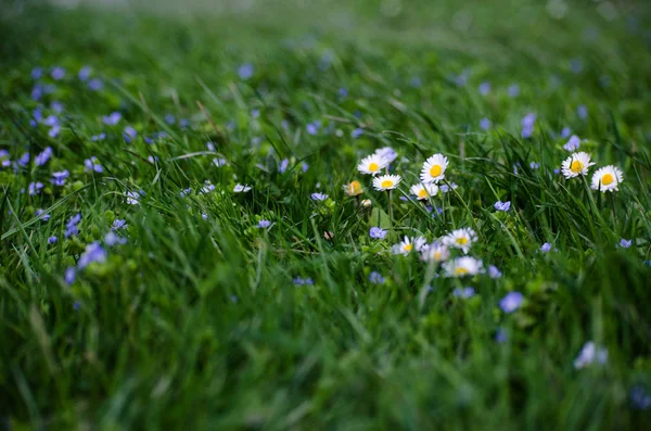 Vackra färska prästkragar blommar utomhus på fältet — Stockfoto