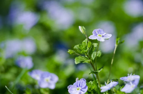 Kis tavasz kék Veronica virágok virágoznak a szabadban — Stock Fotó