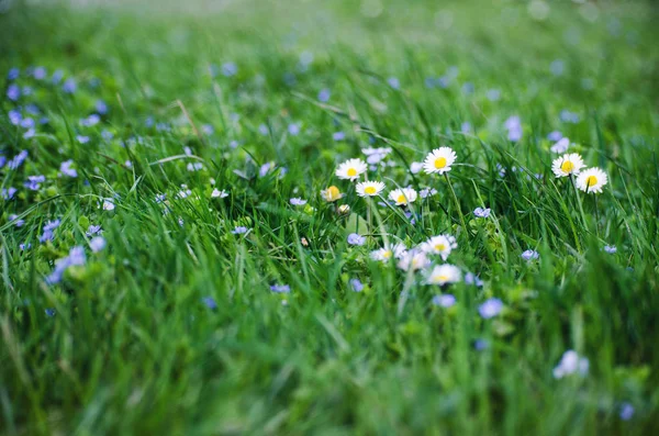 Vackra färska prästkragar blommar utomhus på fältet — Stockfoto
