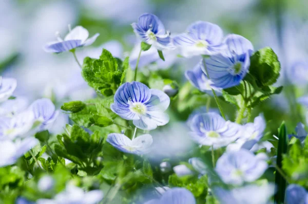 Kleine Frühling blaue Veronika-Blumen blühen im Freien — Stockfoto