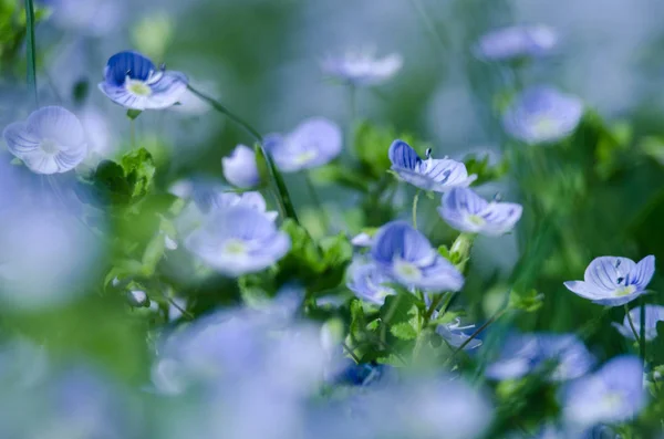 Kleine Frühling blaue Veronika-Blumen blühen im Freien — Stockfoto