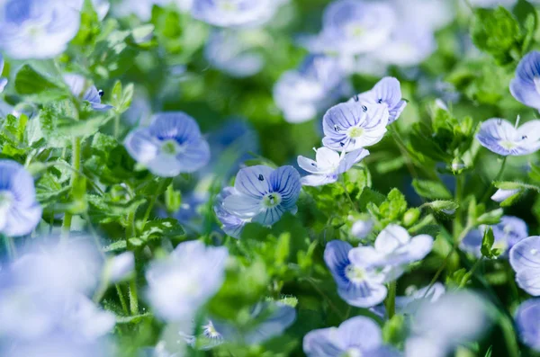 Pequena primavera azul flores Veronica florescer ao ar livre — Fotografia de Stock