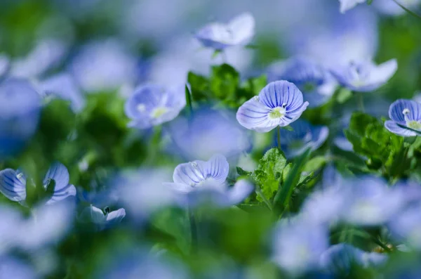 Kleine Frühling blaue Veronika-Blumen blühen im Freien — Stockfoto